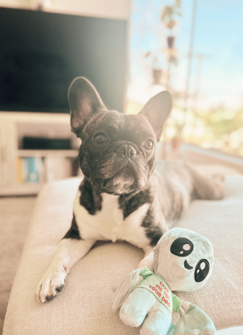 Why do French Bulldogs destroy toys?