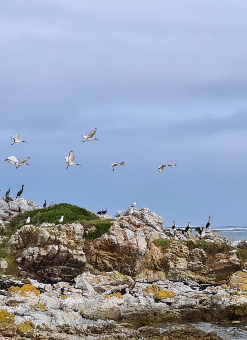 Gansbaai South Africa: A must visit oceanside town